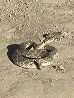 Rattler3aa.jpg