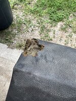 IMG_4282.jpeg