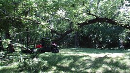 June 2024 down walnut 4 r.jpg June 2024 down walnut 4 r.jpg