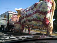 Mooooo (Small).jpg