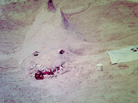 Sand Shark 1.jpg