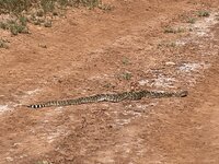 IMG_3052.jpeg