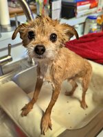CHEWIE BATH TIME.jpg