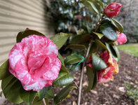 IMG-4544.jpg