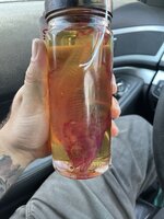 IMG_6495.jpeg