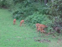 deer 010.jpg