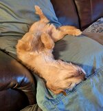 LUNA CHEMO MUTT 1.jpg LUNA CHEMO MUTT 1.jpg