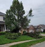 tree 2.jpg