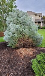 tree3.jpg