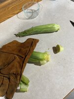 IMG_1885.jpeg