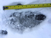 bear2-L.jpg
