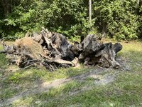 IMG_1431.jpeg