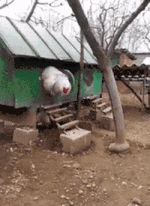 giphy.gif