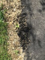 IMG_2175.jpeg
