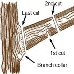 Proper-branch-cutting.jpg Proper-branch-cutting.jpg