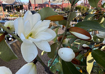 IMG-1086.jpg