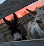 IMG_0612.jpeg