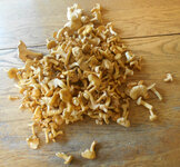 chanterelles 091524.jpg