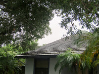 Mahogany Pruning 5.jpg Mahogany Pruning 5.jpg