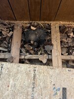 IMG_4917.jpeg IMG_4917.jpeg