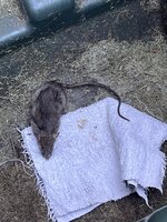 IMG_4066.jpeg