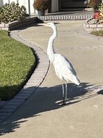 IMG_4223.jpeg IMG_4223.jpeg