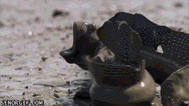 RzanSn.gif