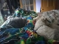 IMG_20241123_075037.jpg