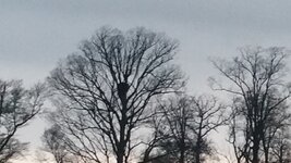 eagle3.jpg