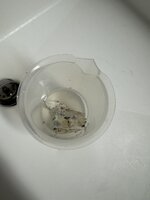 IMG_4786.jpeg