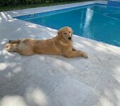 blonde at the pool.jpg blonde at the pool.jpg