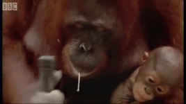 4he9hd36cesuaqch1afwg4&ep=v1_gifs_search&rid=giphy.gif