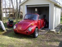 beetle3.jpg