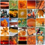 orange.jpg