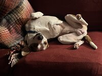 IMG_5464.jpeg