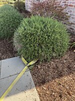 IMG_4595.jpeg IMG_4595.jpeg
