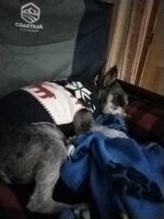 IMG_20250211_221722.jpg