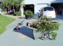 Mahogany Pruning 11.jpg Mahogany Pruning 11.jpg