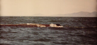 NZ Whale Watching Whale 1.jpg
