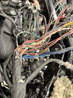 IMG_3129.jpeg