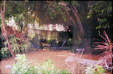 1997 Area under Ficus.jpg 1997 Area under Ficus.jpg