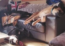 doggos.jpg
