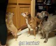 MUTTS BERRIES.jpg MUTTS BERRIES.jpg