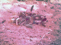 Sequoia National Park Sugar Pine Cones.jpg