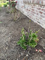 IMG_4721.jpeg IMG_4721.jpeg