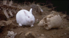 0193ea7db5e6ee5c6aae40548eb3cb13.gif