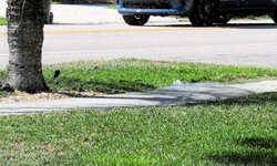 Toro 570 - 6.jpg Toro 570 - 6.jpg