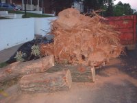Stump_in_street small.JPG