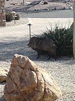 IMG_20250329_090925705.jpg