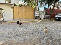 IMG-0795.jpg